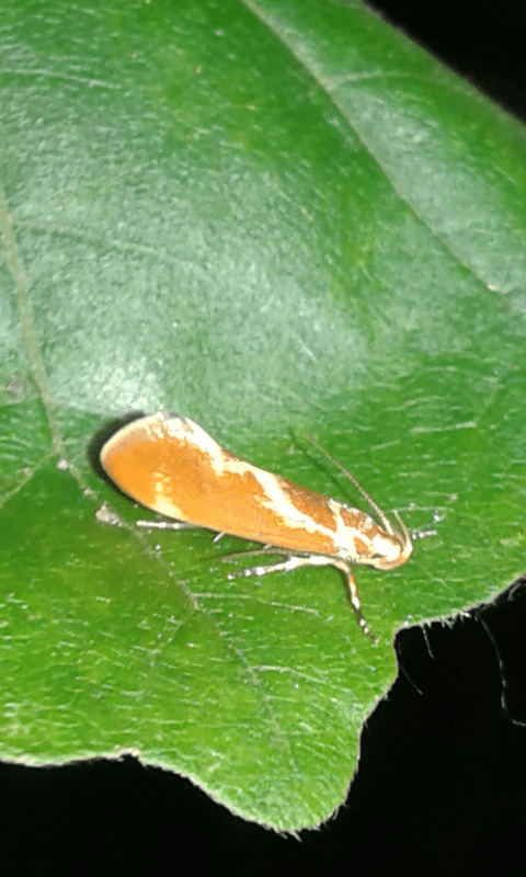 Metalampra italica (Oecophoridae)?  Sì